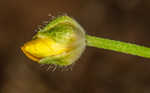 Creeping buttercup